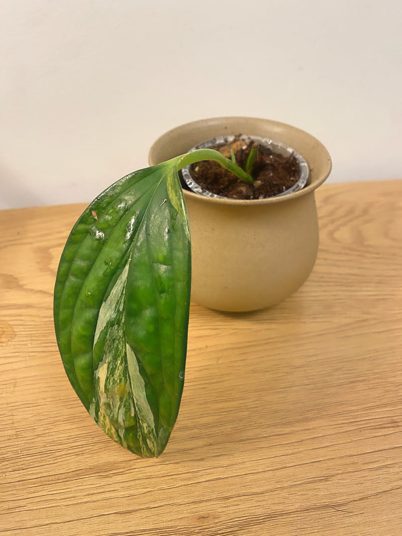 Monstera Peru Variegated (C)