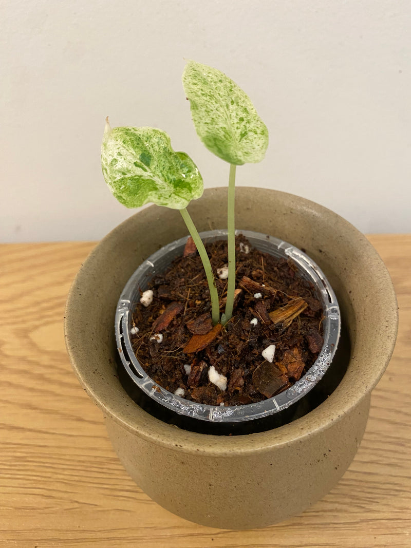 Alocasia Dragon Scale Mint