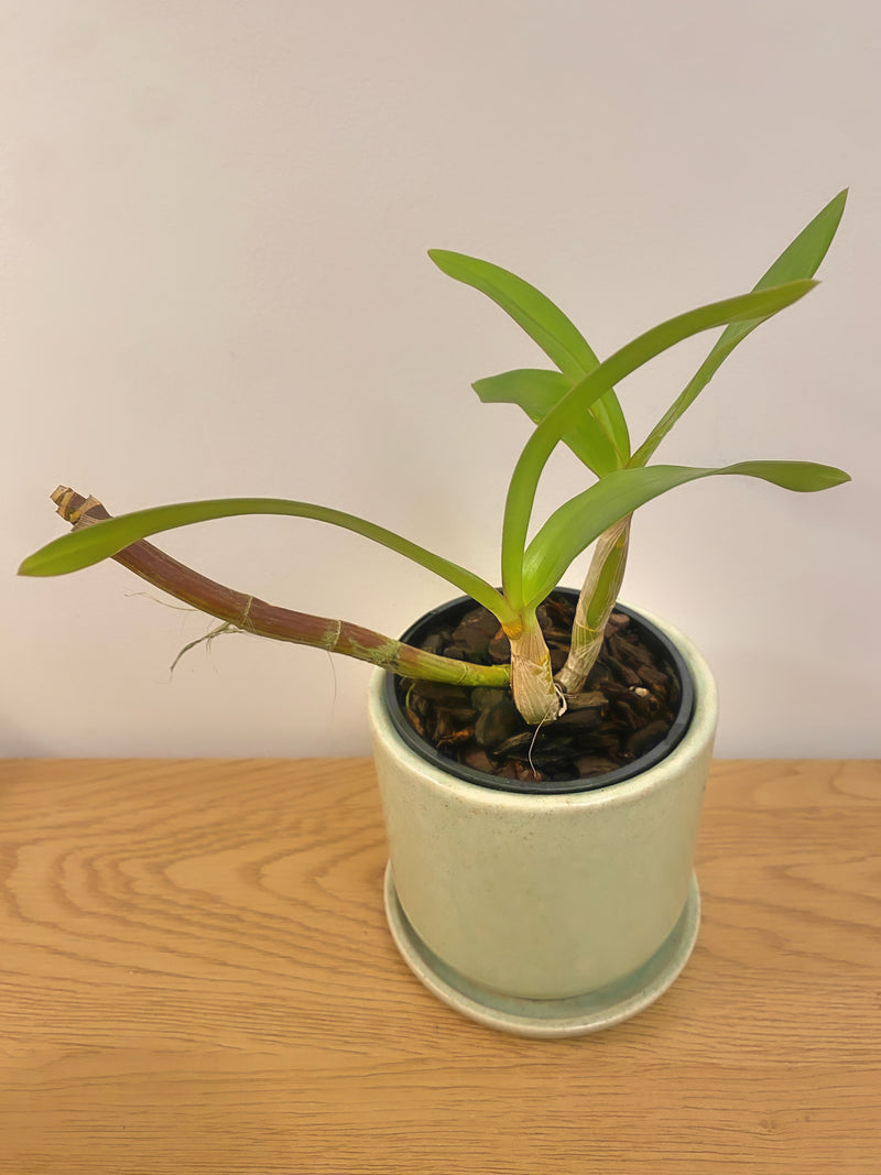 Dendrobium Hawaii Spectacular ‘Bikini Babe’