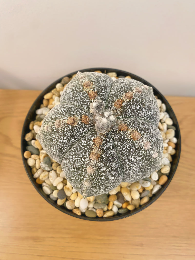 Astrophytum Myriostigma