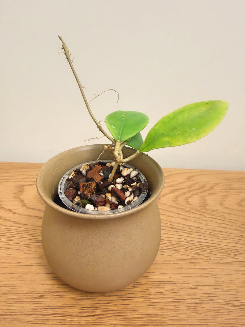 Hoya Rintzii Borneo