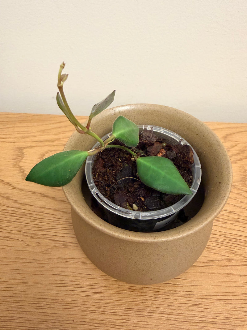 Hoya Burtoniae aff. (B)