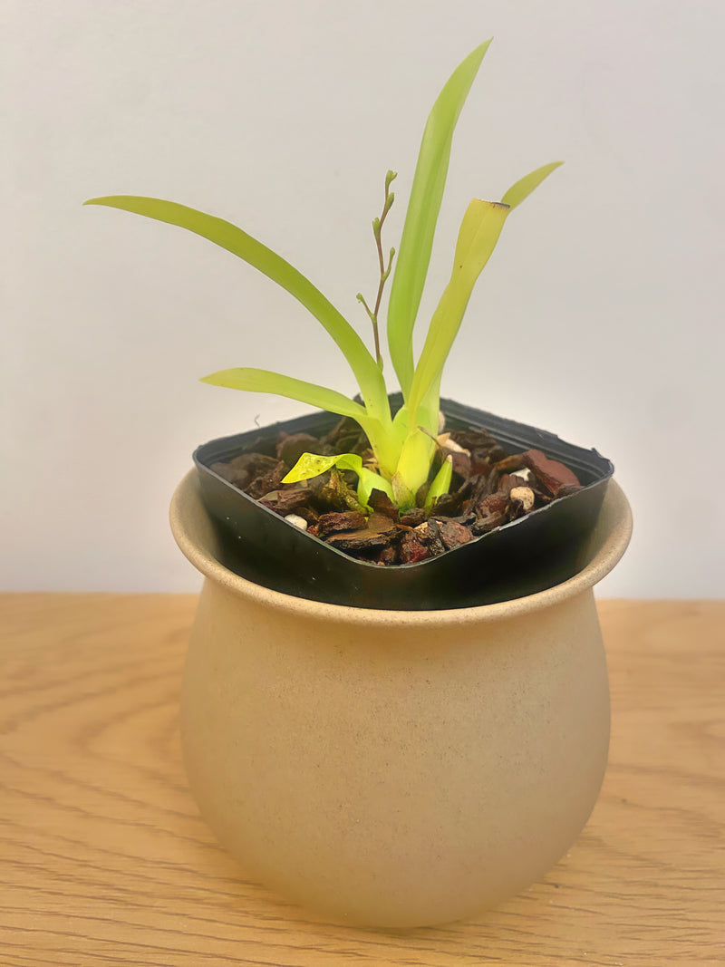 Oncidium Tsiku Marguerite ‘CT-Romantic Fantasy’