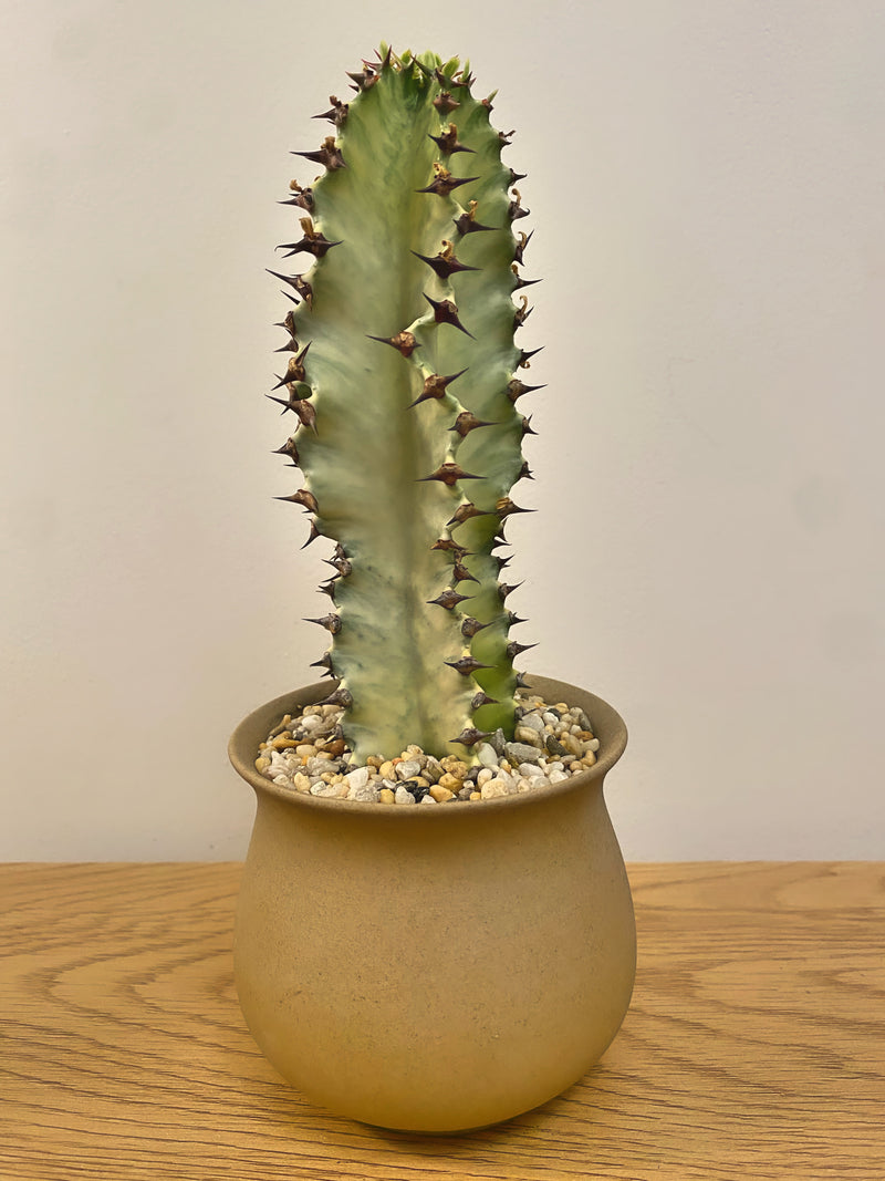Euphorbia Amnak