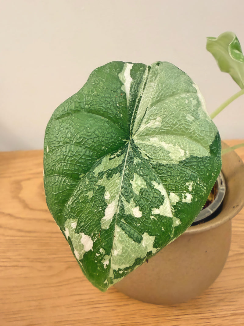 Alocasia Melo Variegated