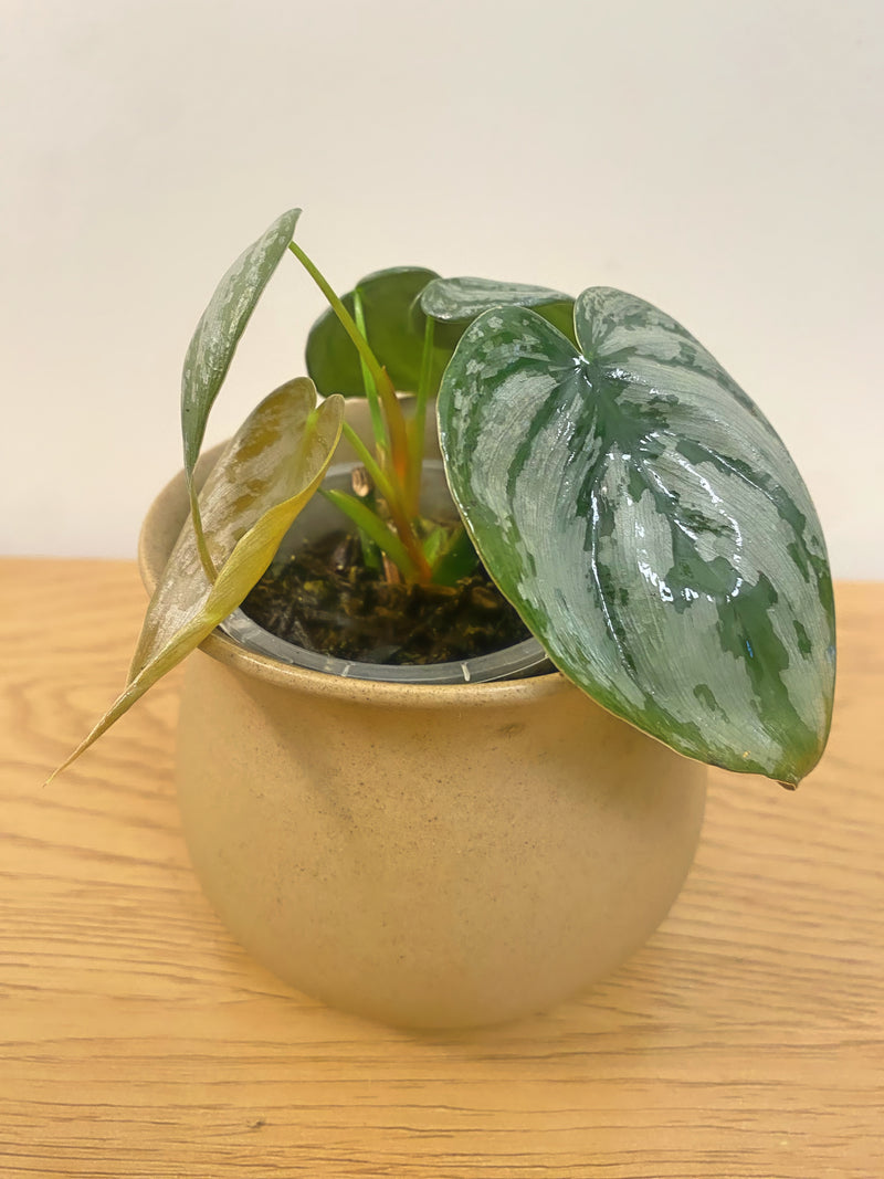 Philodendron Brandtianum