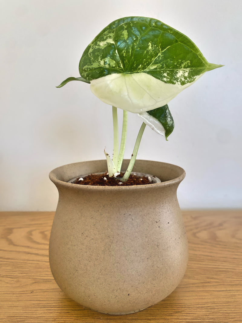 Alocasia Dragon Scale Albo