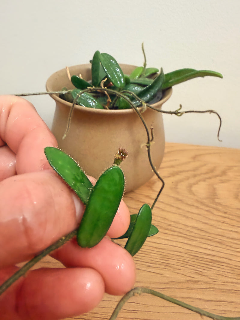 Hoya Spectatissima (B) with peduncle
