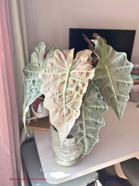 Alocasia Polly Pink Ghost