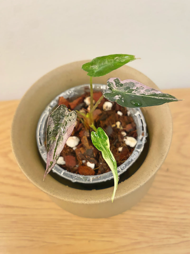 Alocasia Bambino Pink Albo