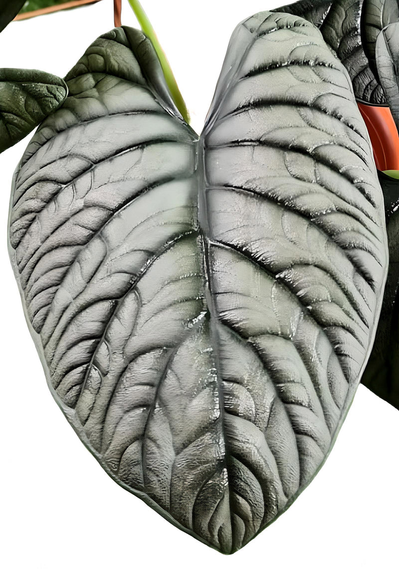 Alocasia Dragon Moon (Silver Dragon x Melo)