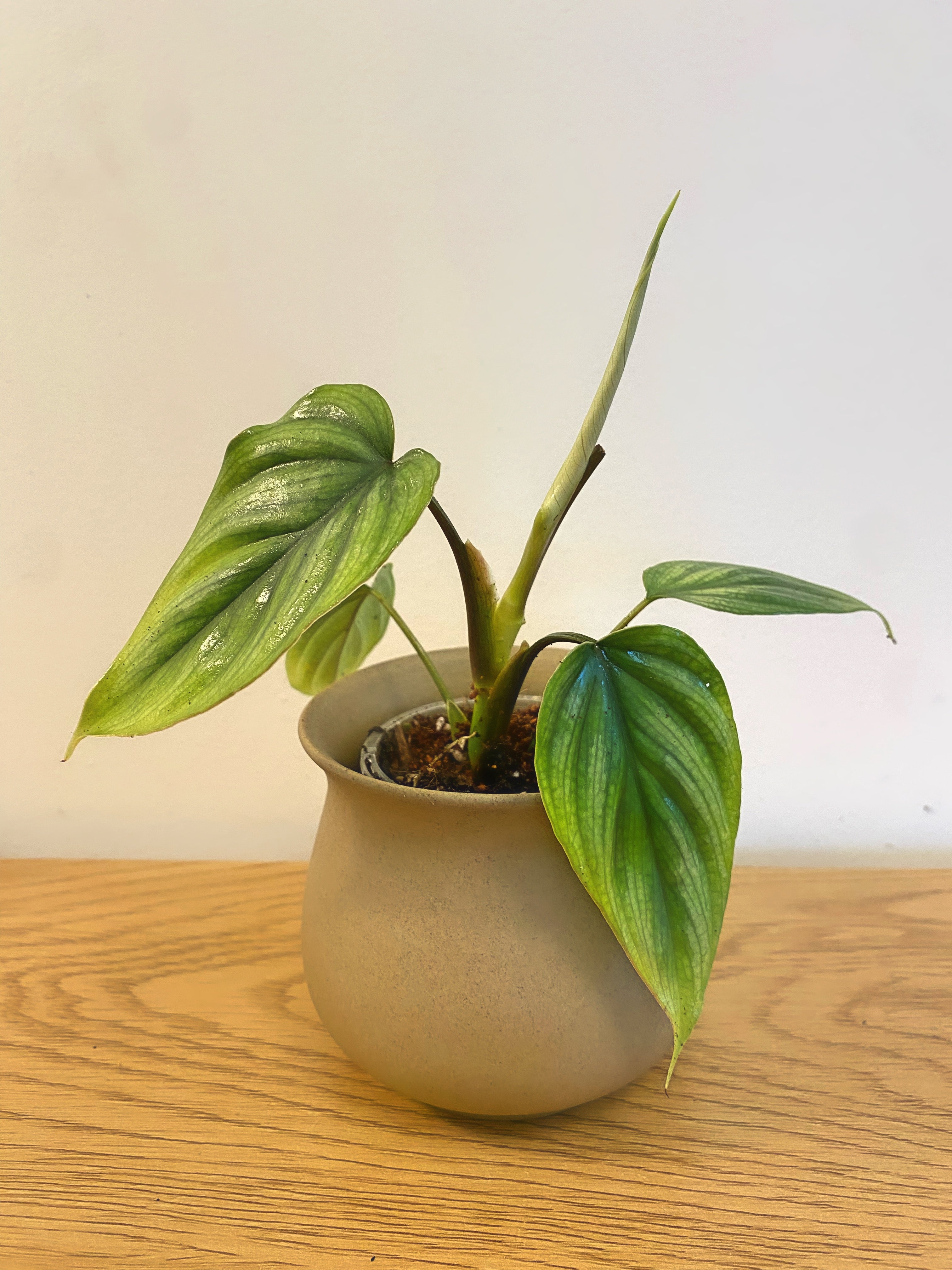 philodendron nz Philodendron Plowmanii – WM Rare Plant Shop