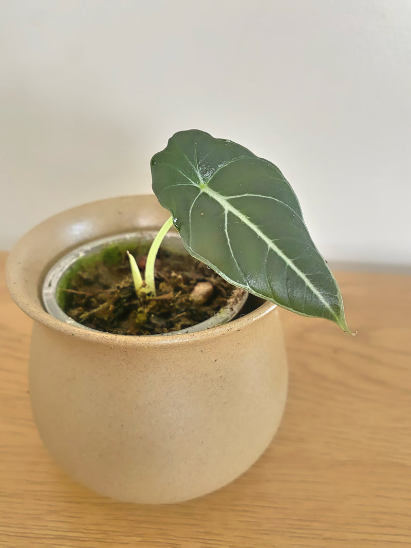 Alocasia Black Velvet