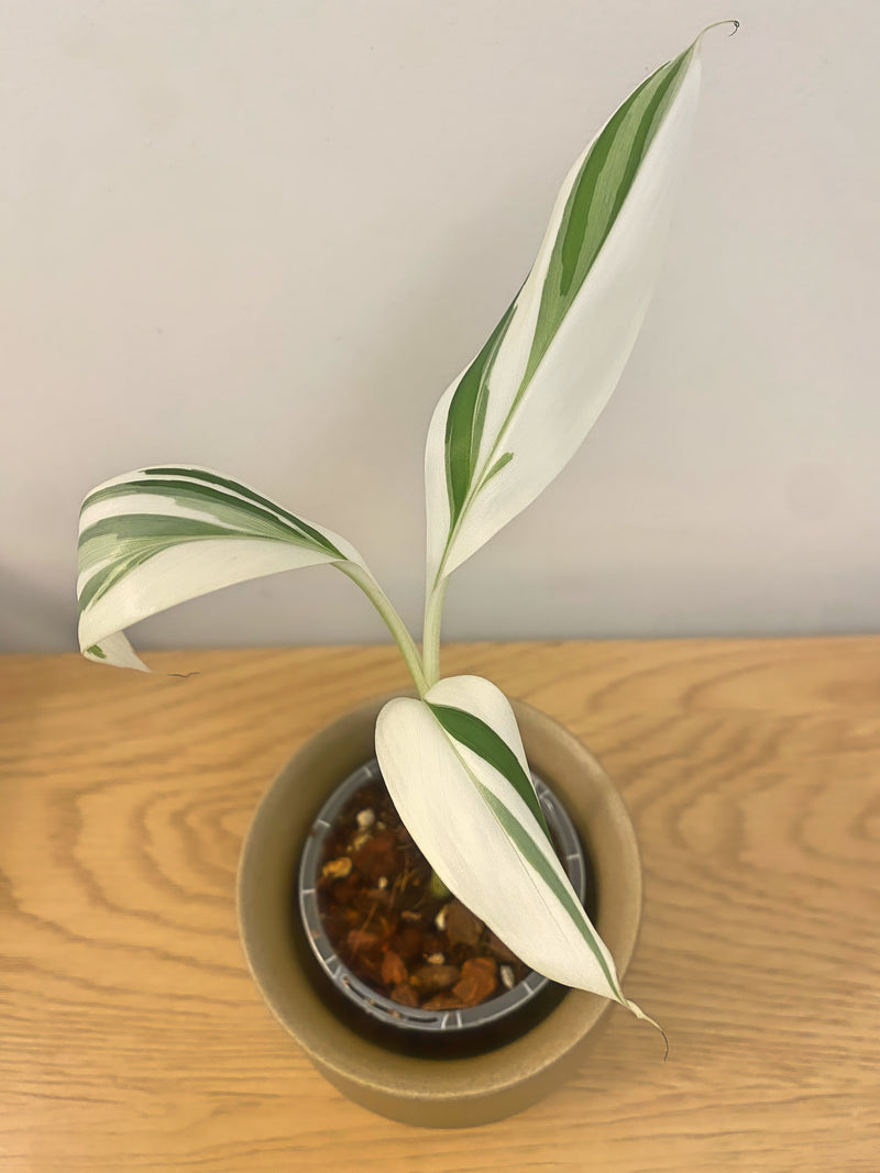 Musa Aeae