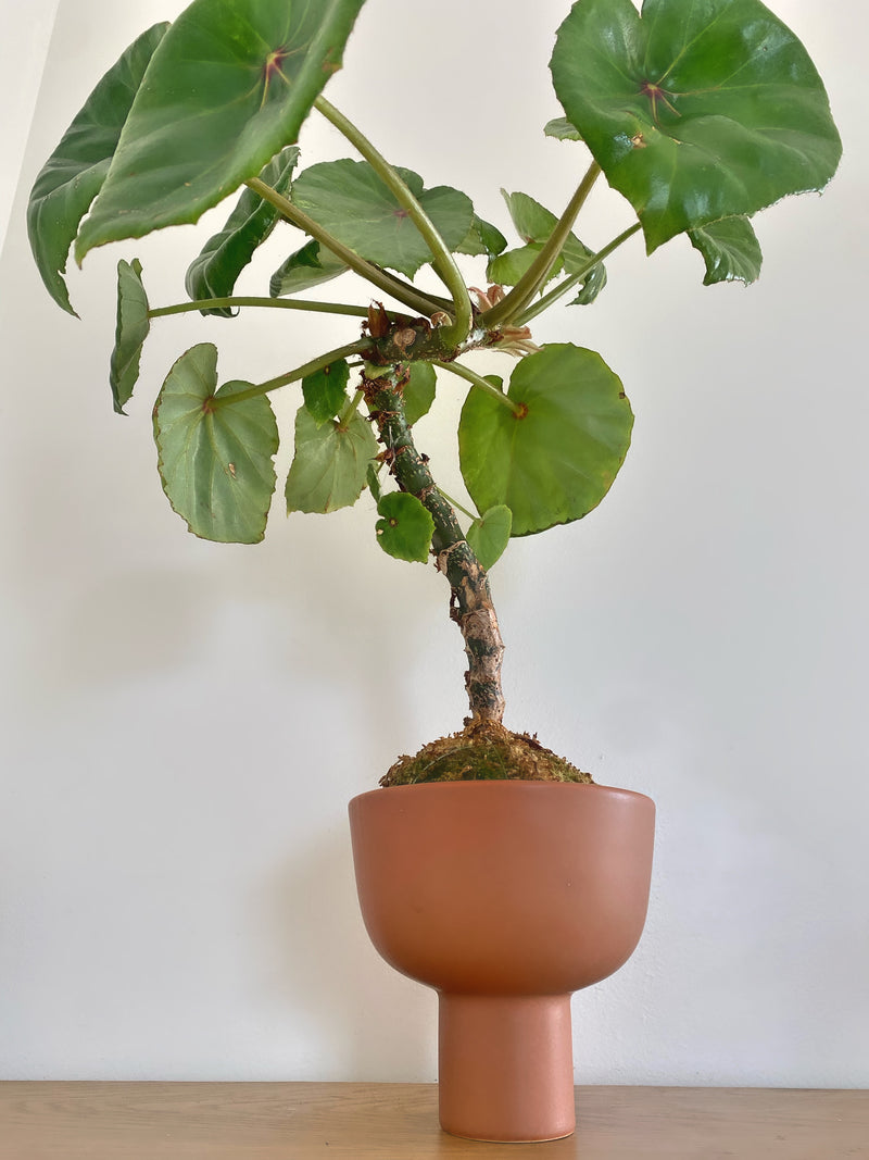 Begonia Rouge Variegated in Kokedama (Pot Included)