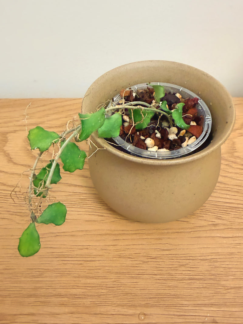 Hoya Kanyakumariana