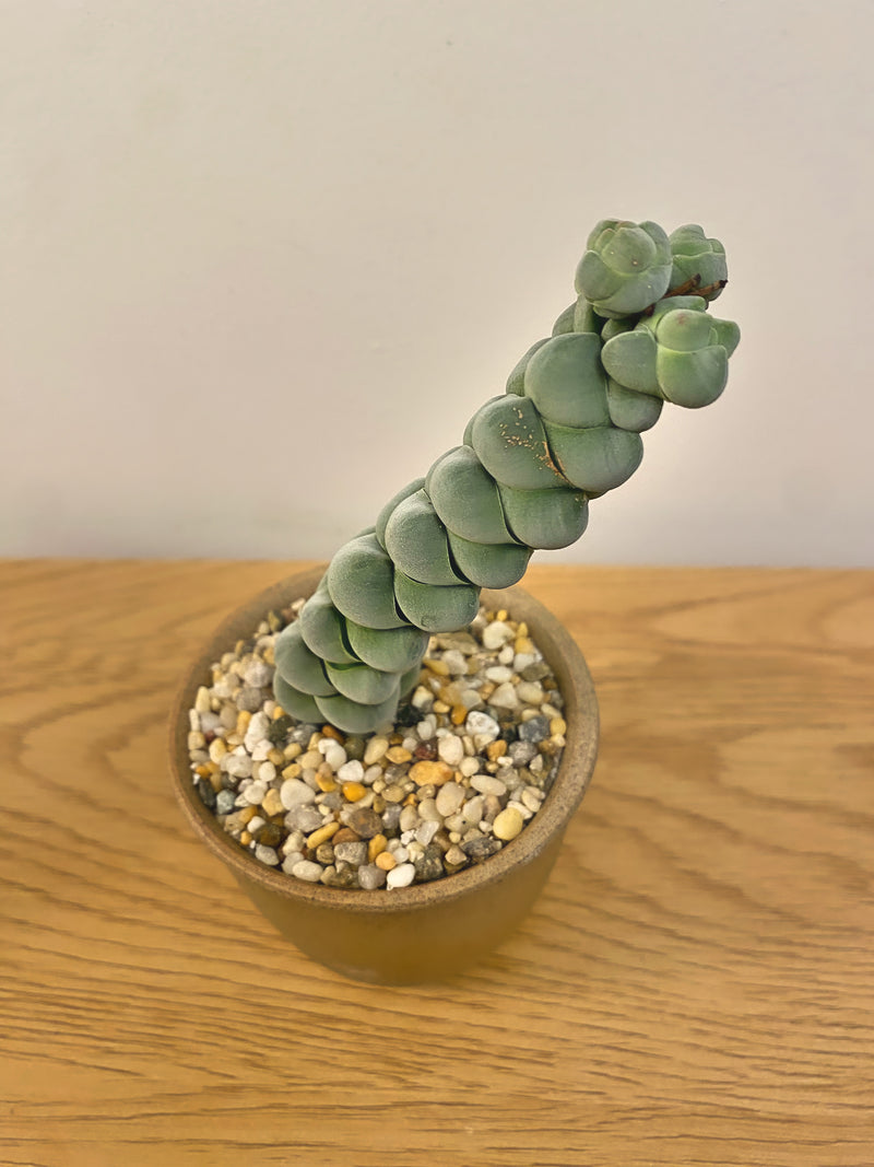 Crassula Arta