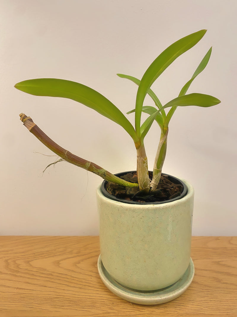 Dendrobium Hawaii Spectacular ‘Bikini Babe’