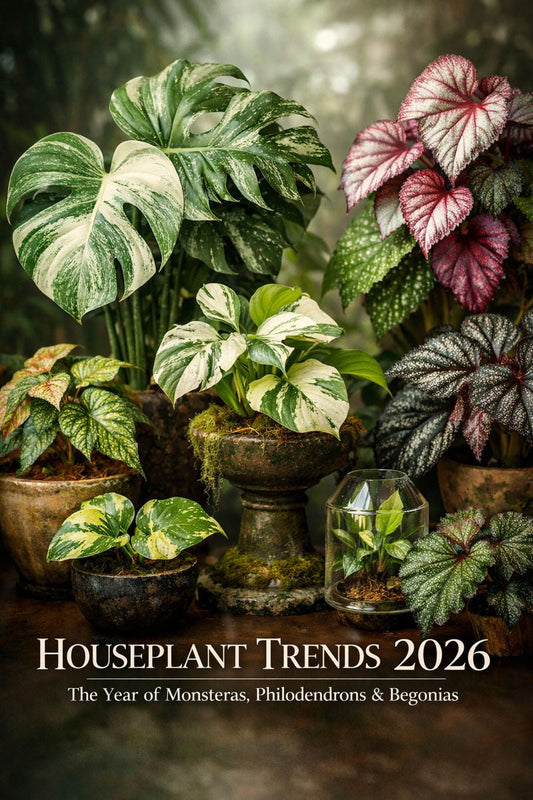 2026: The Year of new Monsteras, Philodendrons & Begonias