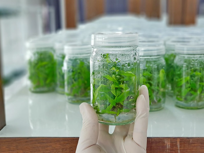 The Future of Growing: The Power of Tissue Culture