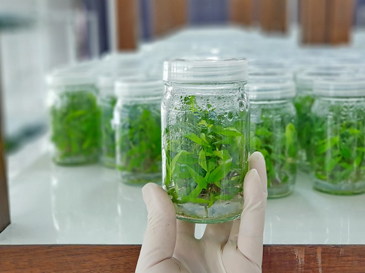 The Future of Growing: The Power of Tissue Culture