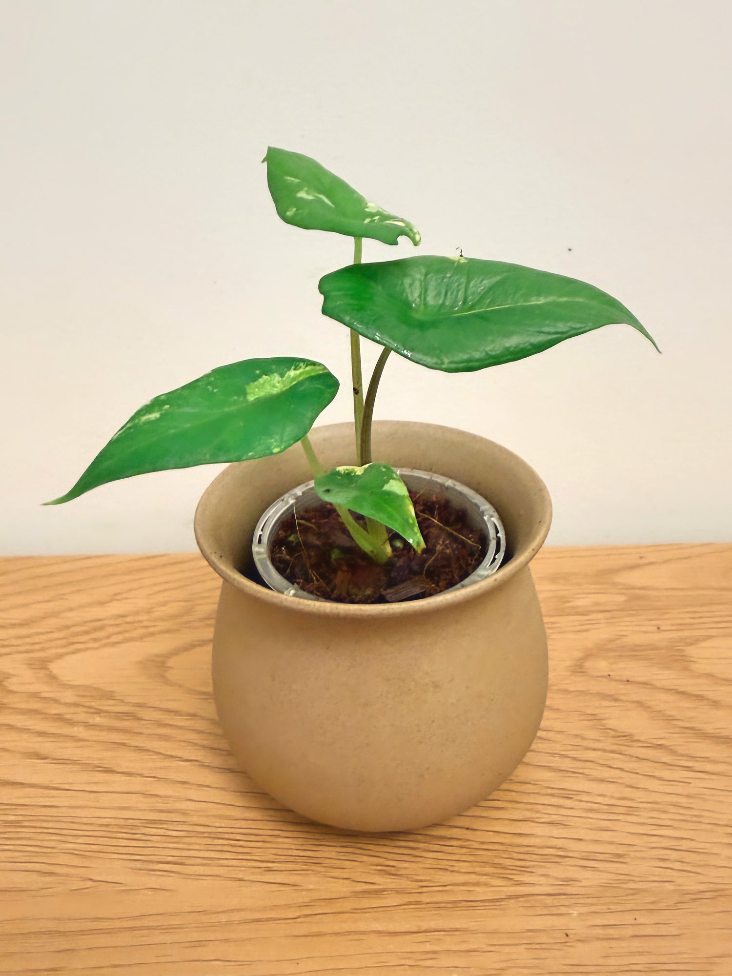 Alocasia Scalprum Aurea (A)