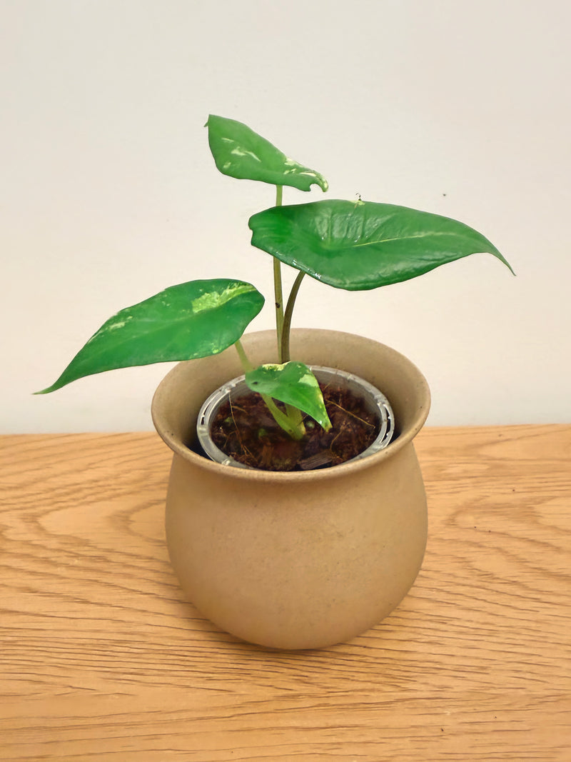 Alocasia Scalprum Aurea (A)