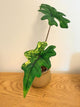 Alocasia Jacklyn Variegated