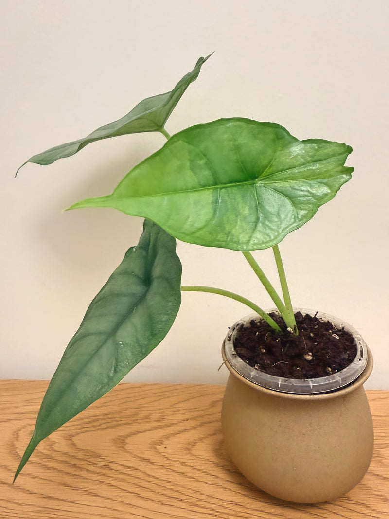 Alocasia Dragon Breath Aurea