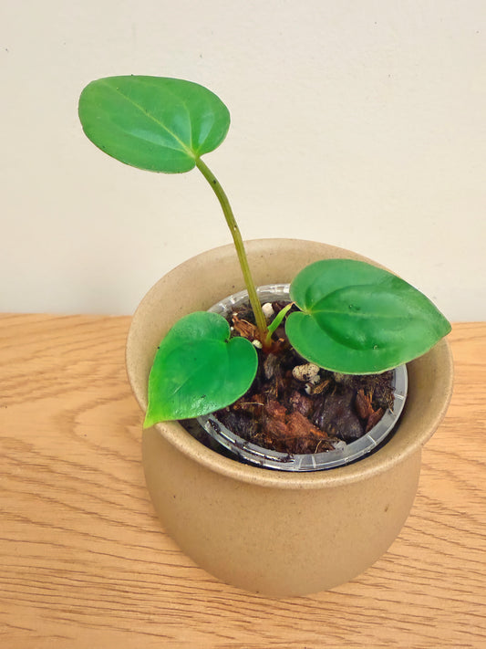 Anthurium Red Crystallinum x Dressleri