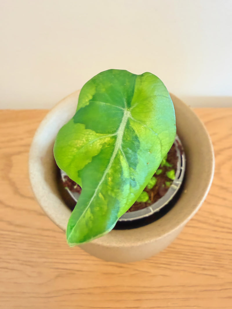 Alocasia Black Velvet Aurea