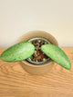 Hoya Snow Cui Silver