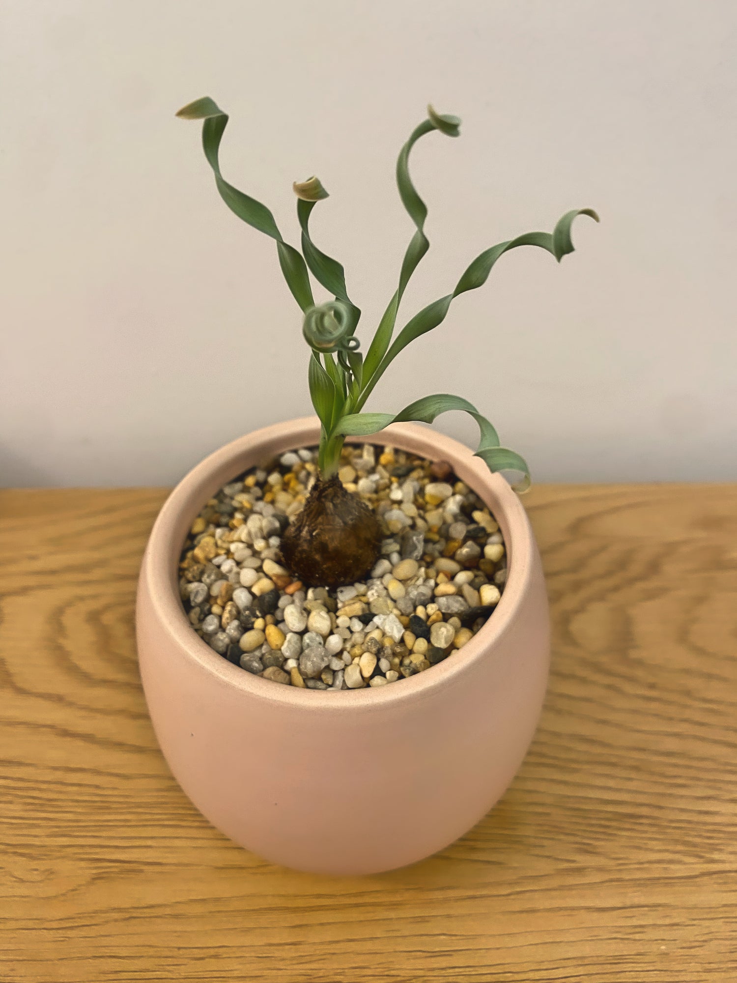 Albuca Concordiana