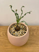 Albuca Concordiana