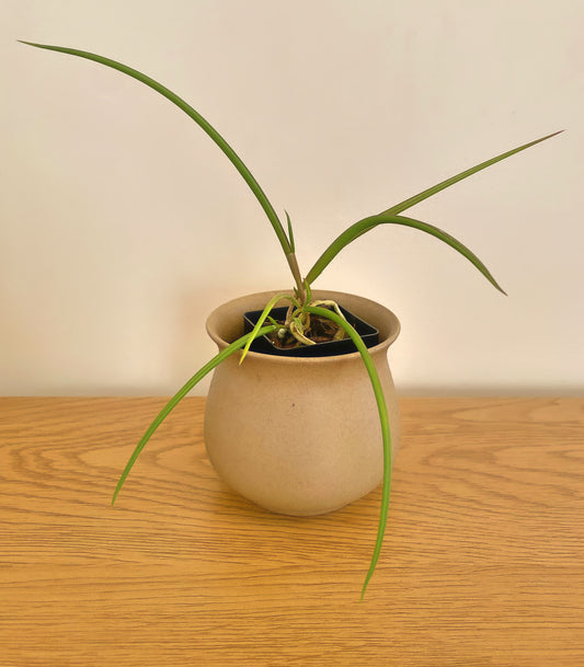 Brassavola Cucullata x Sib (‘Tsai’ x ‘CH#2’)