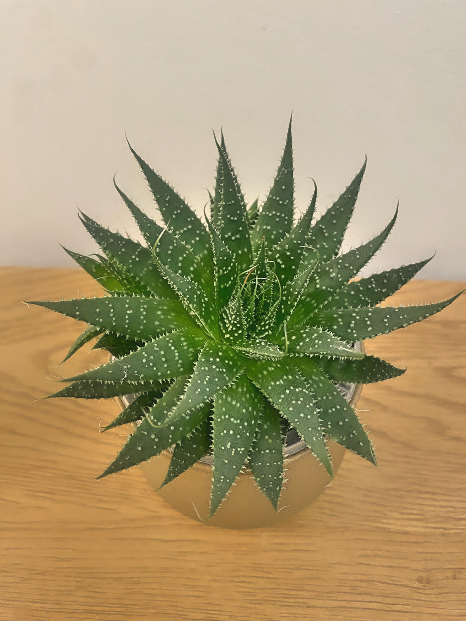 Aristaloe Aristata