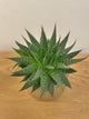 Aristaloe Aristata