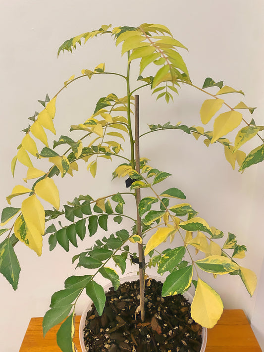 Variegated Curry Leaf Plant