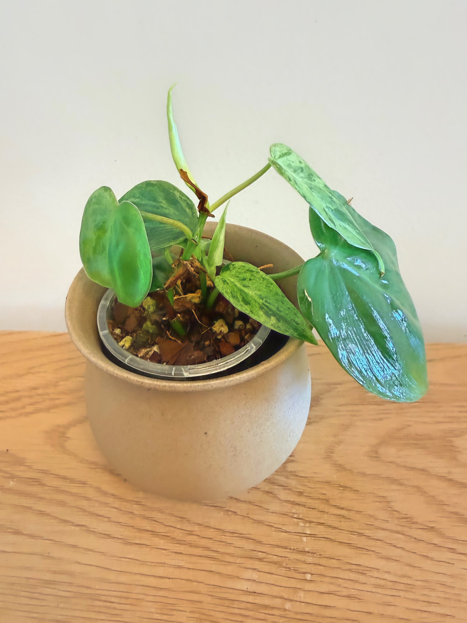Philodendron Heartleaf Variegated