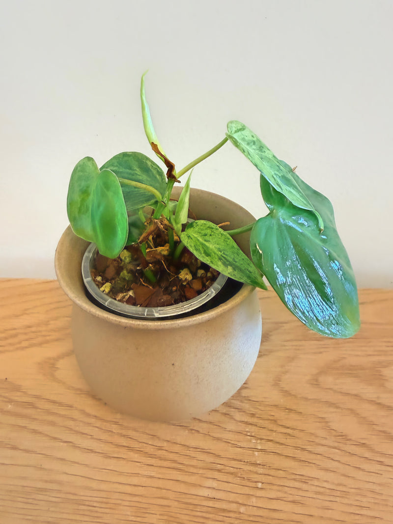 Philodendron Heartleaf Variegated