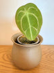 Anthurium Forgetii