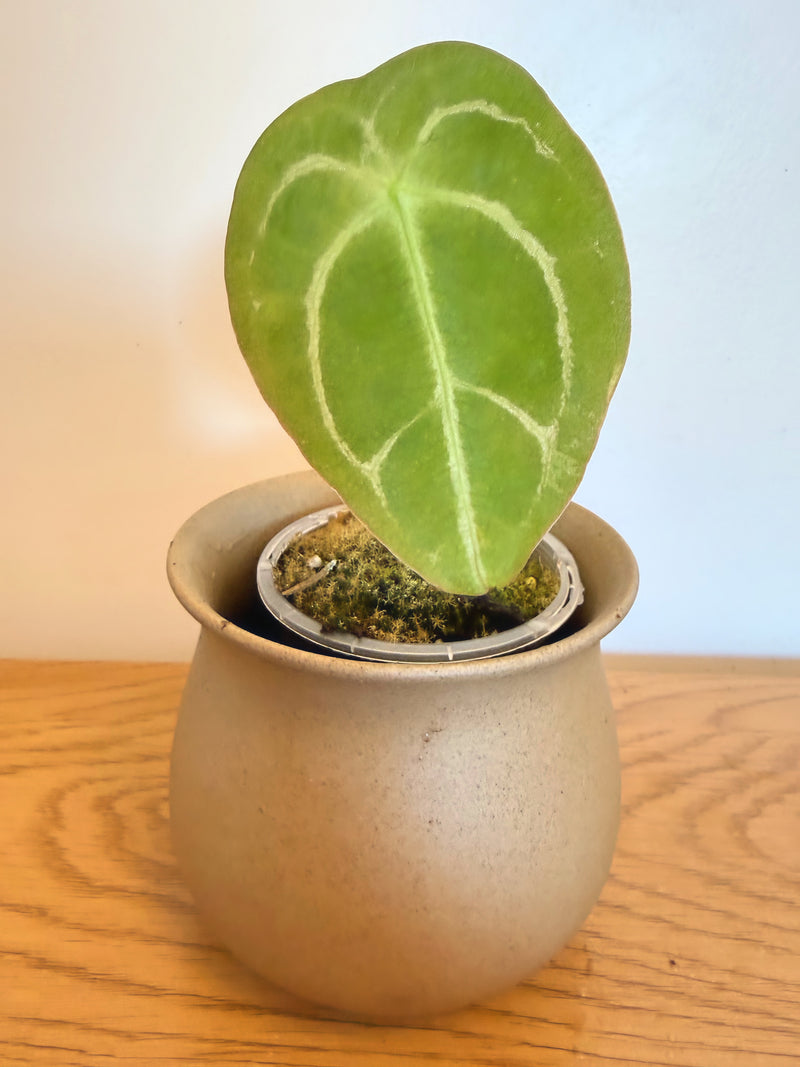 Anthurium Forgetii