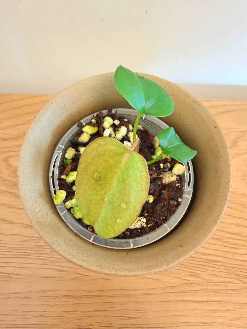 Anthurium Ace of Space (AOS)