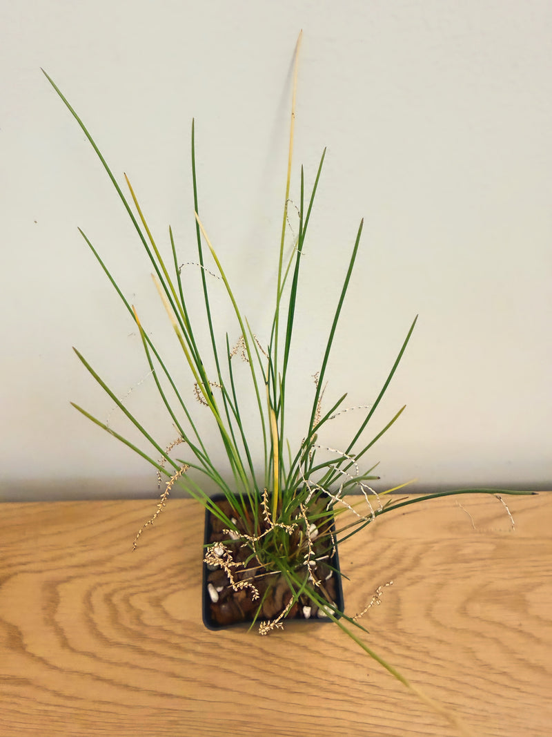 Dendrochilum Tenellum ‘Caribou Whiskers’