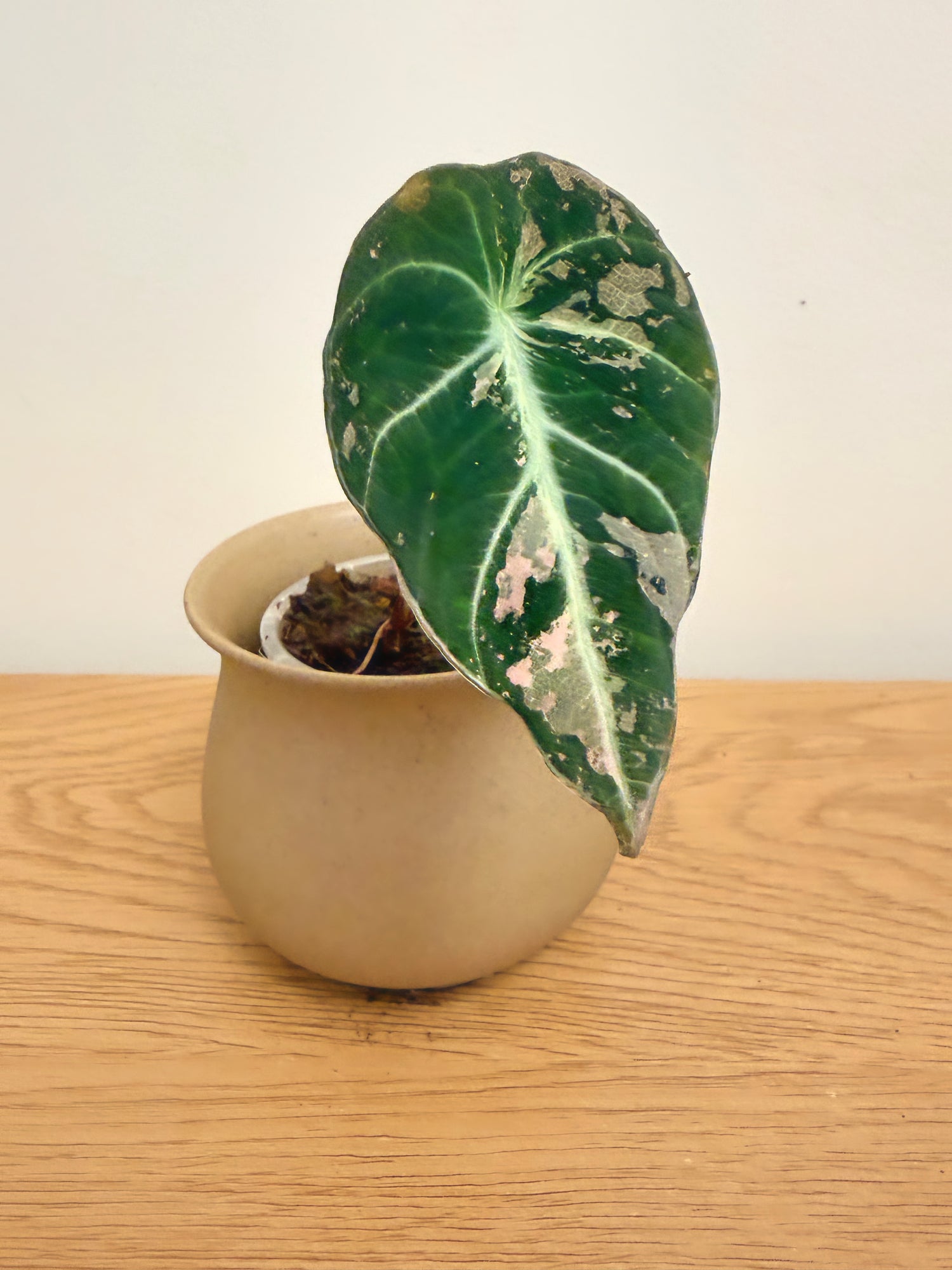 Alocasia Black Velvet Variegated