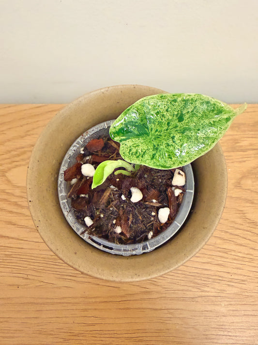 Alocasia Dragon Scale Mint