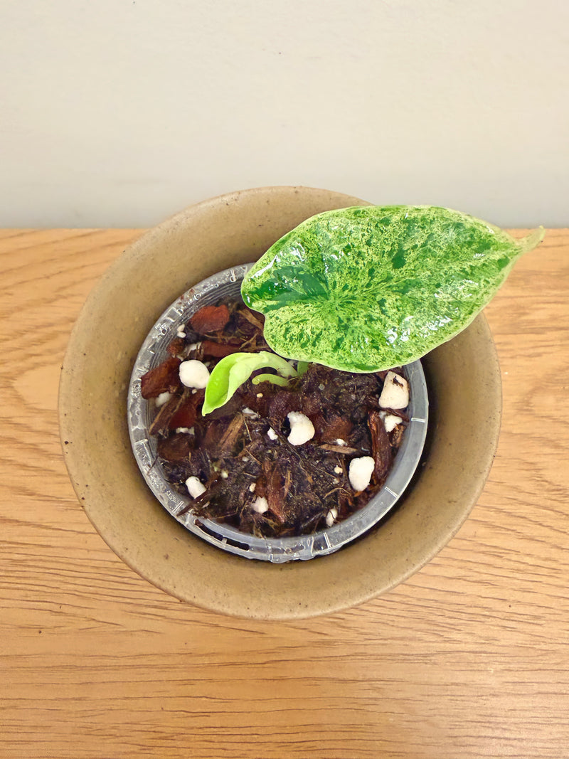 Alocasia Dragon Scale Mint