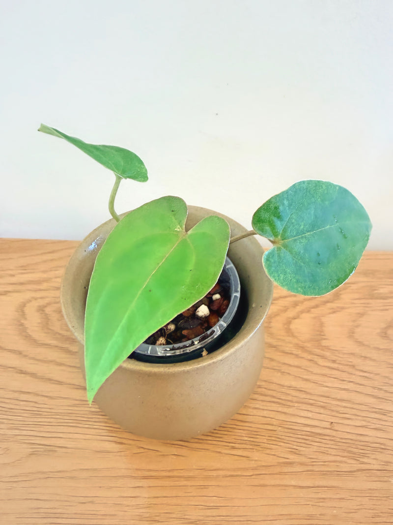 Anthurium AOS (F2) (C)