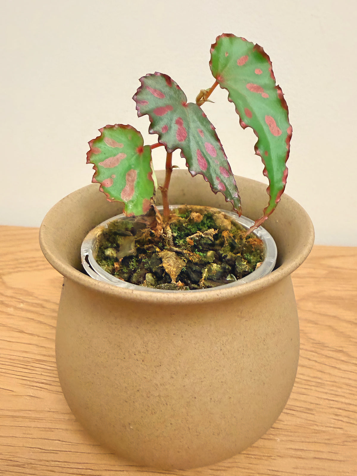 Begonia Pink Lava