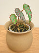 Begonia Pink Lava